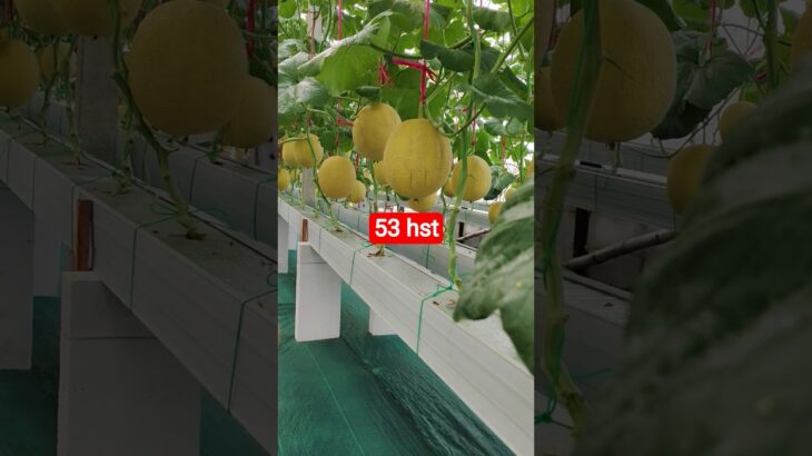 melon inthanon 53 HST. #melon #meloninthanon #nft