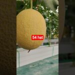 melon inthanon 54 HST. #melon #meloninthanon #nft