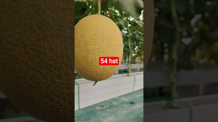 melon inthanon 54 HST. #melon #meloninthanon #nft