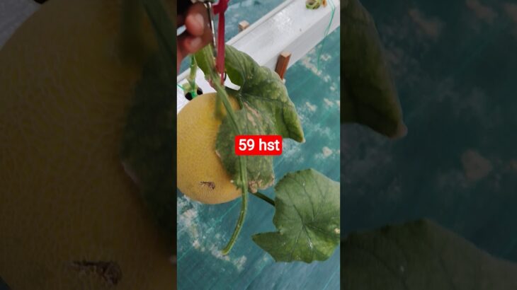 melon inthanon 59 HST. #melon #meloninthanon #nft