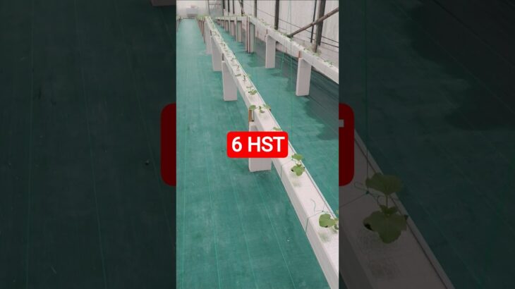 melon inthanon 6 HST. #melon #meloninthanon #nft