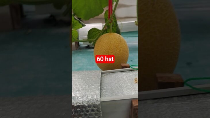 melon inthanon 60 HST. #melon #meloninthanon #nft