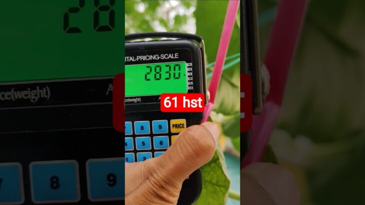 melon inthanon 61 HST. #melon #meloninthanon #nft