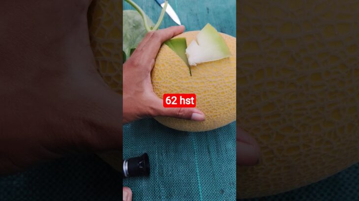 melon inthanon 62 HST. #melon #meloninthanon #nft