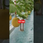 melon inthanon 63 HST. #melon #meloninthanon #nft