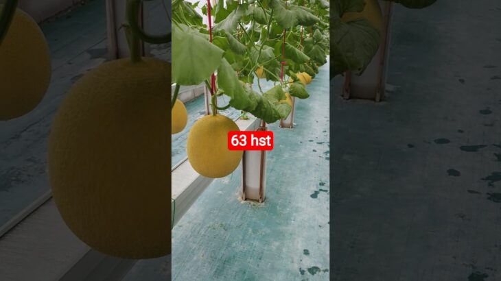 melon inthanon 63 HST. #melon #meloninthanon #nft