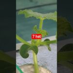 melon inthanon 7 HST. #melon #meloninthanon #nft