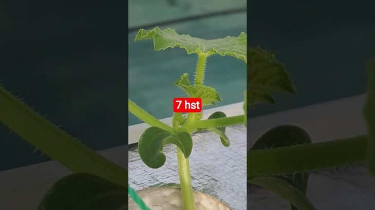 melon inthanon 7 HST. #melon #meloninthanon #nft