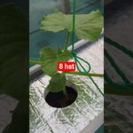 melon inthanon 8 HST. #melon #meloninthanon #nft