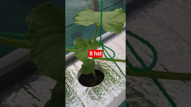 melon inthanon 8 HST. #melon #meloninthanon #nft