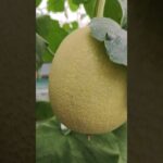 melon inthanon  HST. #melon #meloninthanon #nft