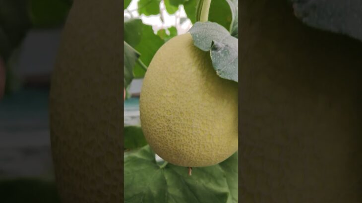 melon inthanon  HST. #melon #meloninthanon #nft