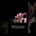 #тгподарки #подаркитг #nft #реки #звездытг #тгпрем #телеграмканал #дешевыецены