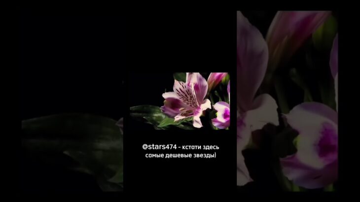 #тгподарки #подаркитг #nft #реки #звездытг #тгпрем #телеграмканал #дешевыецены