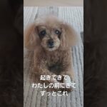モカ～日常～#トイプー#犬のいる暮らし#糖尿病#癒し#shorts