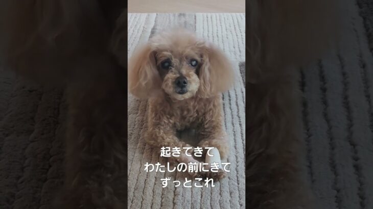 モカ～日常～#トイプー#犬のいる暮らし#糖尿病#癒し#shorts