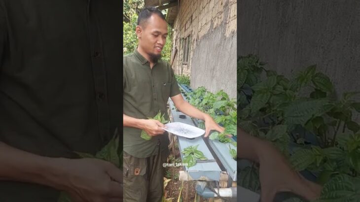 tanam pohpohan dengan sistem hudroponik NFT.