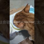 コチャピ君は食欲モリモリ！また太ったら大変だ! #糖尿病網膜症 #元野良猫 #猫のいる暮らし