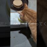 コチャピ君と息子仲良くやってくれると良いな #糖尿病網膜症 #元野良猫 #猫のいる暮らし