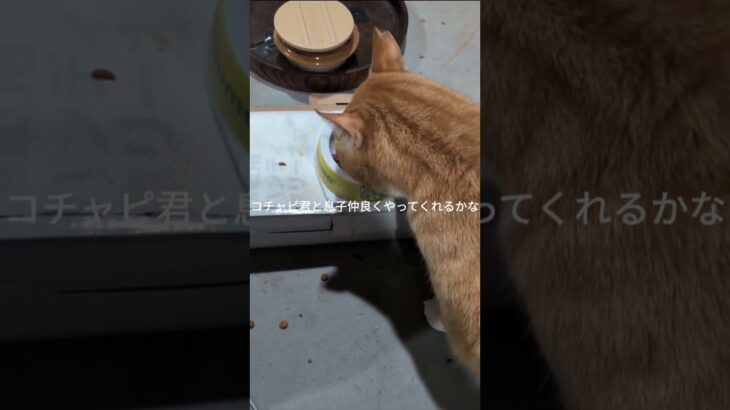コチャピ君と息子仲良くやってくれると良いな #糖尿病網膜症 #元野良猫 #猫のいる暮らし