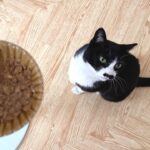 生前の糖尿病ねこさんのお食事｜参考になればと思って載せておきます