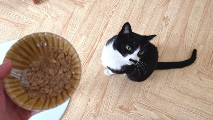 生前の糖尿病ねこさんのお食事｜参考になればと思って載せておきます