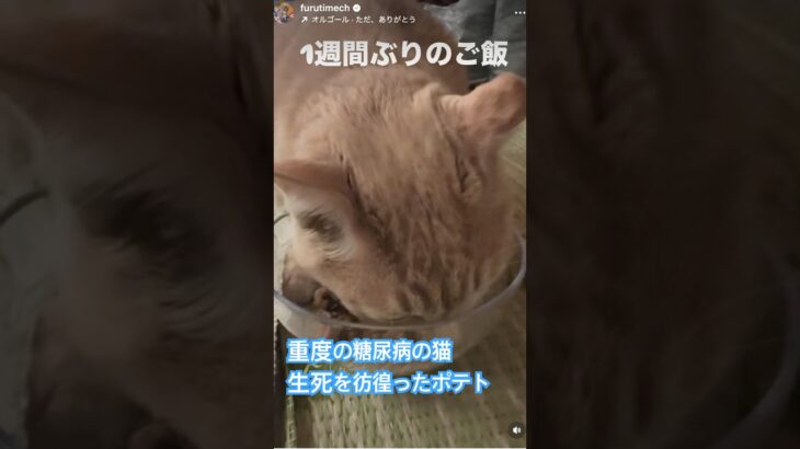 重度の糖尿病になった保護猫のポテト一週間ぶりのご飯#保護猫 #猫のいる暮らし #猫の糖尿病#愛猫 #田舎暮らし