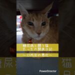 たったの闘病日記～口内炎でお顔が腫れる～ #猫 #糖尿病 #頑張る猫