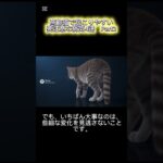 吐く・痩せる・元気がない高齢猫は要注意｜糖尿病とリンパ腫の話 #シニア猫 #猫