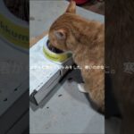 コチャピがくしゃみをした。寒いのかな #糖尿病網膜症 #元野良猫 #猫のいる暮らし