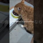 コチャピの食欲どうにかならないかな #糖尿病網膜症 #元野良猫 #猫のいる暮らし