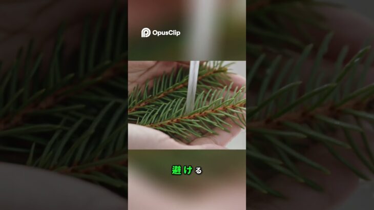 松葉で血糖値をコントロール！糖尿病対策の新常識 💡 #松の葉 #血糖値