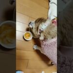 今日も食欲旺盛❤️ #チワワ  #パグ #糖尿病 #チワパグ #おやつ