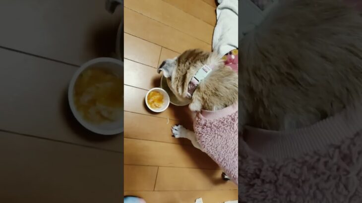 今日も食欲旺盛❤️ #チワワ  #パグ #糖尿病 #チワパグ #おやつ