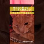 糖尿病と闘う猫たった ～イケニャンに戻る～ #クリーム猫
