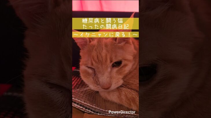 糖尿病と闘う猫たった ～イケニャンに戻る～ #クリーム猫