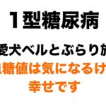 【１型糖尿病】愛犬ベルとぶらり旅　血糖コントロールは必要だけど幸せです