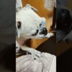 おやつねだり #癒し #チワパグ #パグ #パグ #おやつ#糖尿病