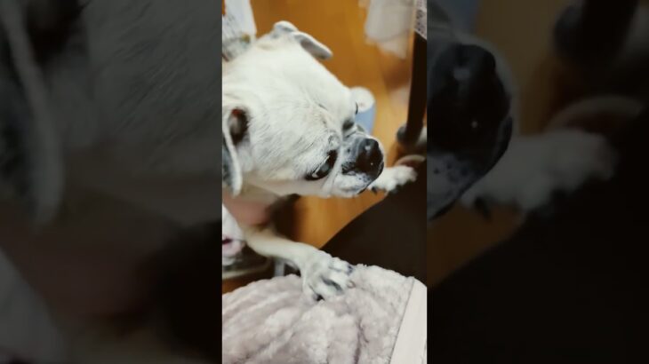 おやつねだり #癒し #チワパグ #パグ #パグ #おやつ#糖尿病