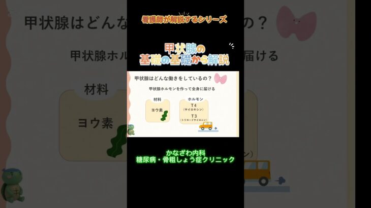 甲状腺について　看護師が解説！【出雲市糖尿病・骨粗鬆症・内科クリニック】