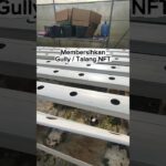1 menit bersihkan talang NFT #hidroponik #harvest #hydroponics #urbanfarming