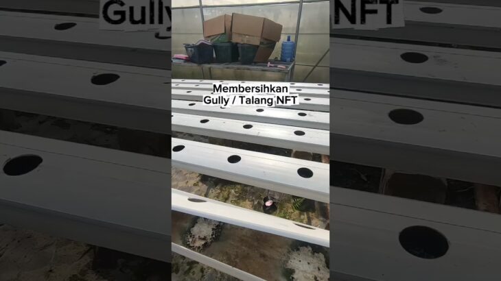 1 menit bersihkan talang NFT #hidroponik #harvest #hydroponics #urbanfarming
