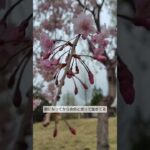 双極症糖尿病散歩日記。1ヶ月ウォーキングして血糖値がどうなるのか知りたい。 #双極症 #vlog