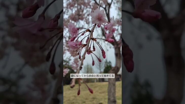 双極症糖尿病散歩日記。1ヶ月ウォーキングして血糖値がどうなるのか知りたい。 #双極症 #vlog