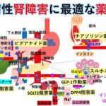 国試対策:暗記から卒業 173話 糖尿病性腎障害の薬物治療