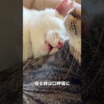 🐾 ぷっちょ君 糖尿病治療経過記録 🐾 4 23 血糖値の状態を確認する為病院へ。 前日22日は急に食欲がなくなってぐったりし、低血糖の可能性があったためガムシロップで対処し、様子見の一日