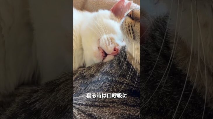 🐾 ぷっちょ君 糖尿病治療経過記録 🐾 4 23 血糖値の状態を確認する為病院へ。 前日22日は急に食欲がなくなってぐったりし、低血糖の可能性があったためガムシロップで対処し、様子見の一日