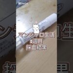 マンジャロ治療5週目！採血結果が！？