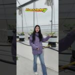All Types Greenhouse+NFT Vertical Hydroponics Wholesale.#hydroponics #greenhouseeffect #greenhouse