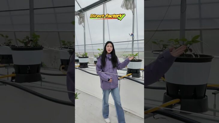 All Types Greenhouse+NFT Vertical Hydroponics Wholesale.#hydroponics #greenhouseeffect #greenhouse